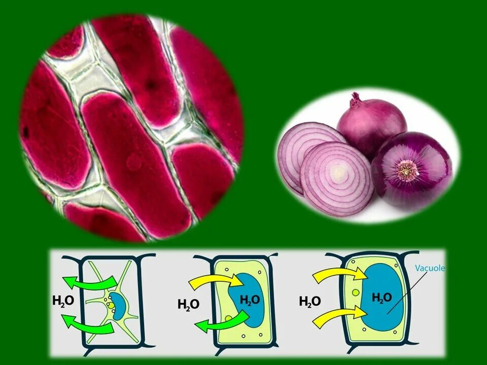 селекция и биотехнология. культура тканей в биотехнологии растений. методы селекции егэ. биотехнология в селекции растений. клеточная инженерия.