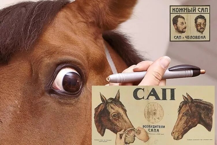 Бактериальное заболевание сап. Сап клинические проявления. Сап у животных пути передачи. Бактериальное заболевание сап. Сап болезнь.