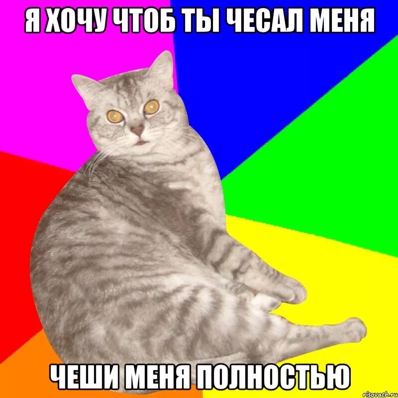 Мемы про котят. Мемы с котиками. Мемы с котятами. Котенок Мем. Мемы про котов.