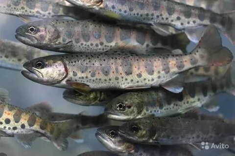 Радужная форель малек