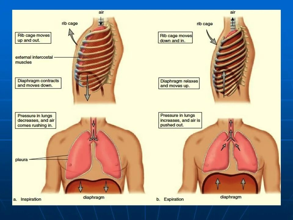 Ребра при вдохе. Ребра при выдохе. При вдохе ребра опускаются. Ребра вдох и выдох. Покалывание при вдохе