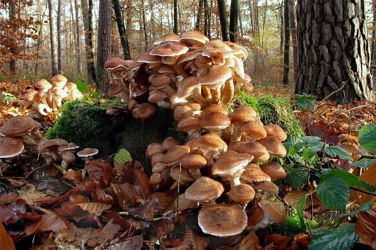 Грибы большими полянами. Грибница опенка темного. Опенок темный Armillaria ostoyae. Осенний опенок грибница. Гриб опенок медовый Armillaria ostoyae.