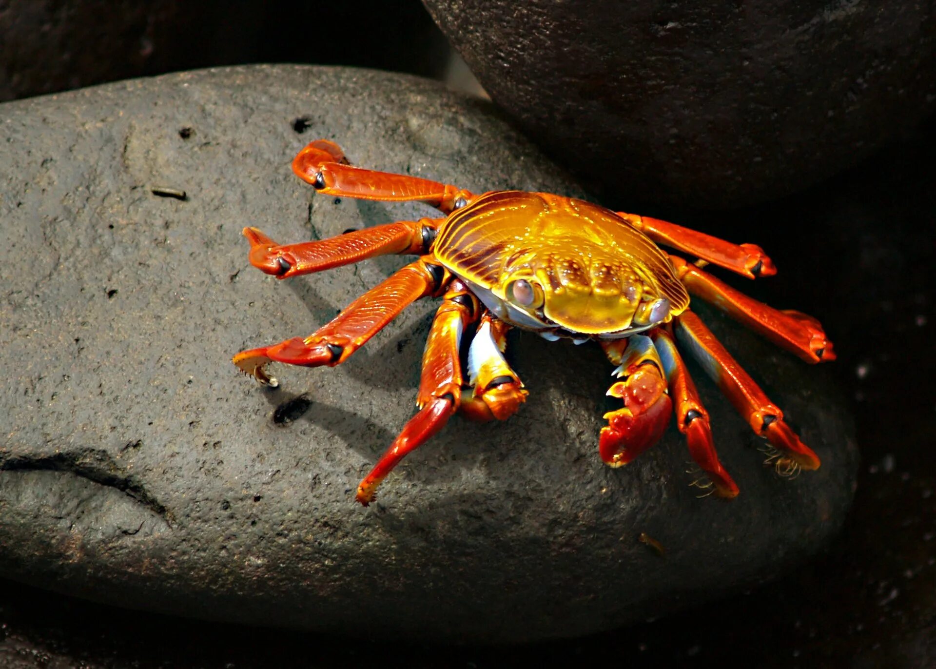 Краб матано пурпурный. Красный рифовый краб. Краб. Камчатский краб живой. Краб шейх.