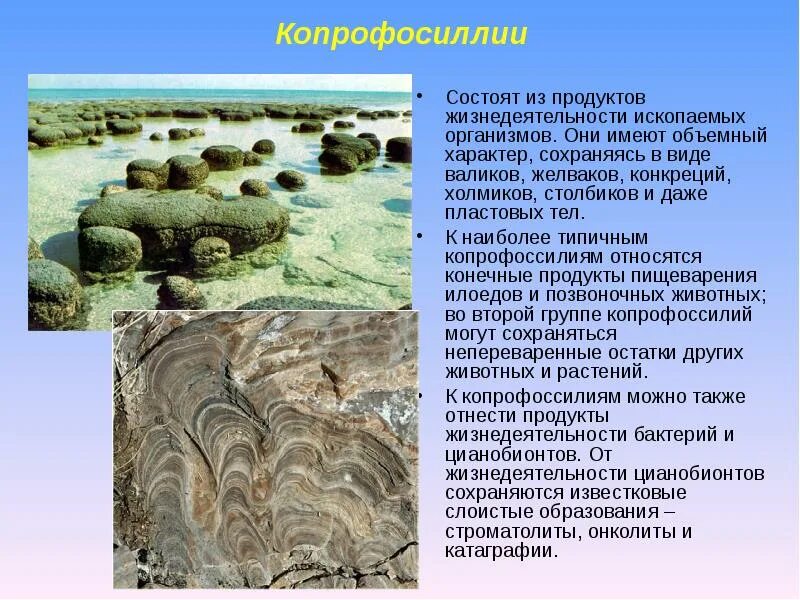 Определите тип ископаемого организма