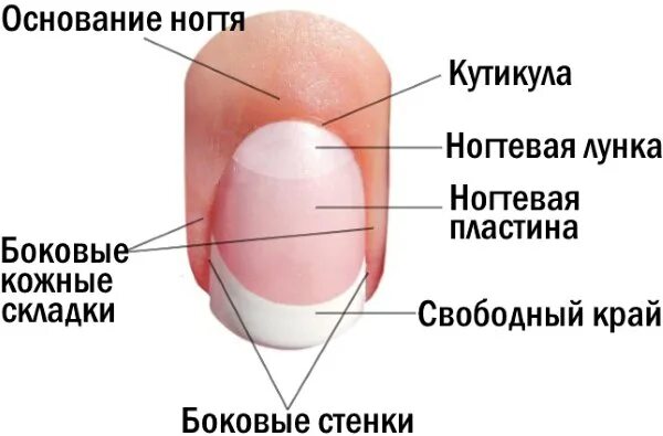 Ногтевая пластина схема. Боковые валики на ногтях. Боковые валики на ногтях. Боковые валики на ногтях. Схема строения ногтя.