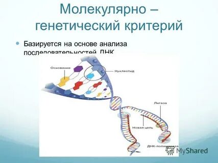 Молекулярно генетический примеры