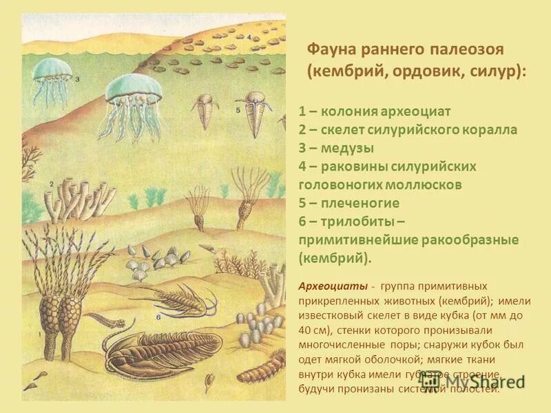 Палеозой основные события. Периоды раннего палеозоя. Ордовикский период презентация. Палеозойская эра растения кратко. Палеозойская эра.