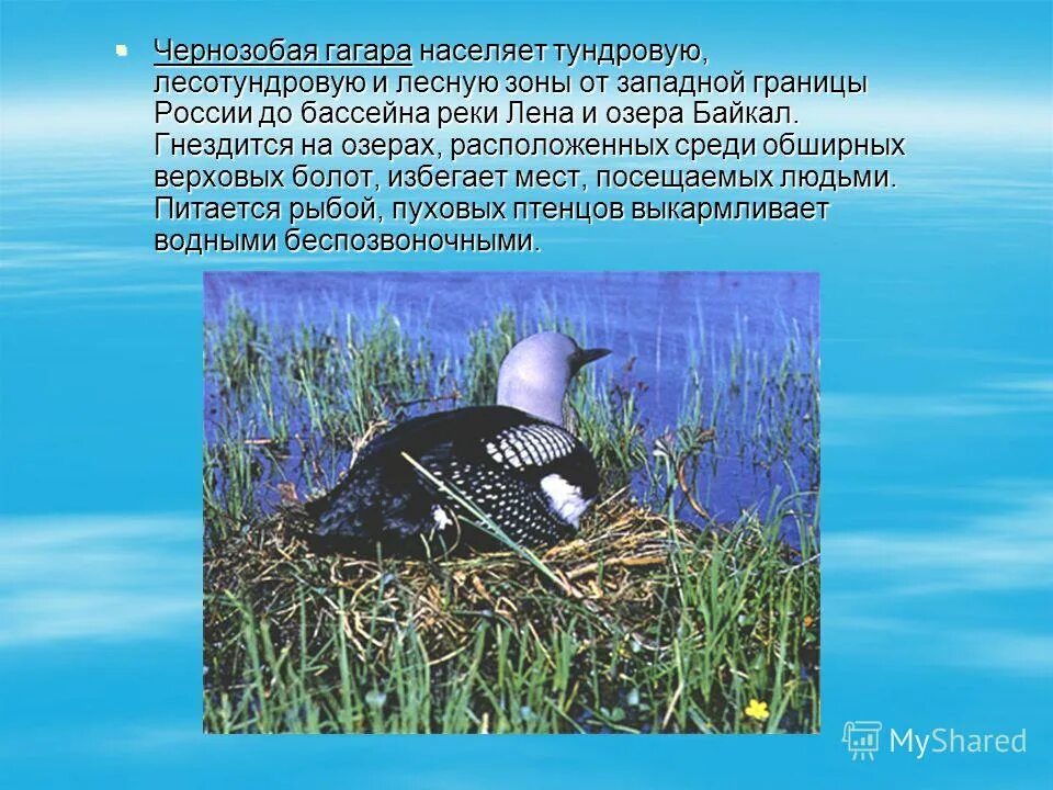 В какой природной зоне живет гагарка. Гагарка арктических пустынь. Гагарка природная зона. Птицы арктических пустынь. Гагарка яйца.