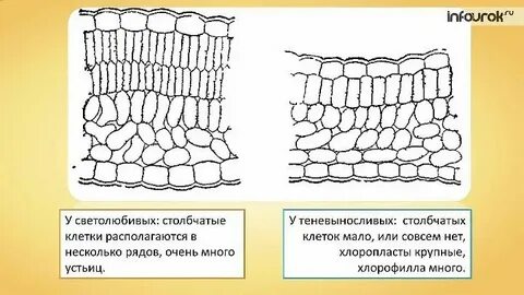 Какие ткани столбчатые