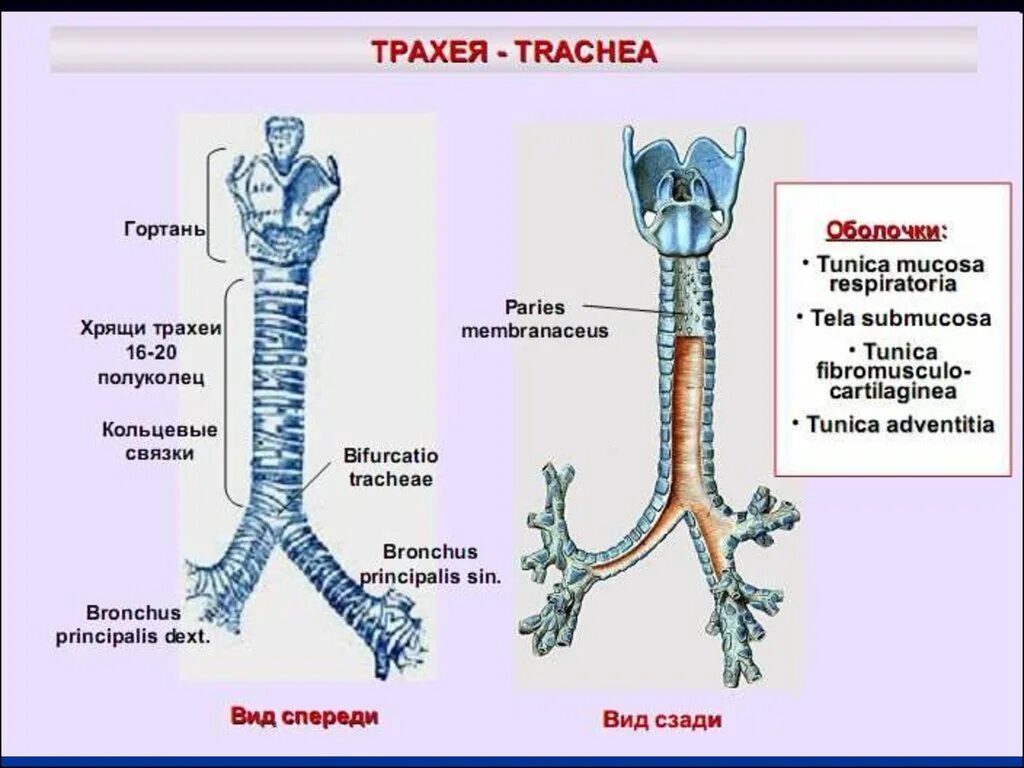 Картинки СТРОЕНИЕ ТРАХЕИ ХРЯЩИ