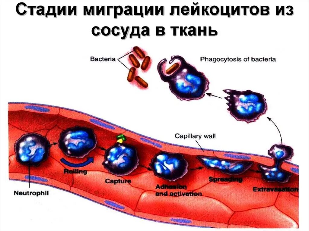 Воспаление фагоцитоз лейкоцит безразличный раздражитель микроворсинка. Механизм хемотаксиса лейкоцитов. Механизм миграции лейкоцитов. Механизм миграции лейкоцитов в очаг воспаления. Механизм развития эмиграции лейкоцитов.