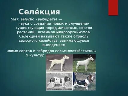 Выведение новых видов растений