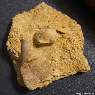 Гжельский стратотип