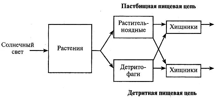 Пастбищное питание пример. Пастбищное питание пример