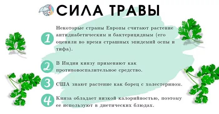 Для чего полезна кинза. Чем полезна кинза для организма. Кинза польза и вред для здоровья. Кинза полезные свойства.