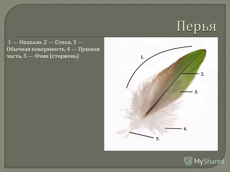 строение пера. строение пера. внешнее строение пера птицы рисунок. пуховое перо строение биология 7 класс. очин и опахала пера.