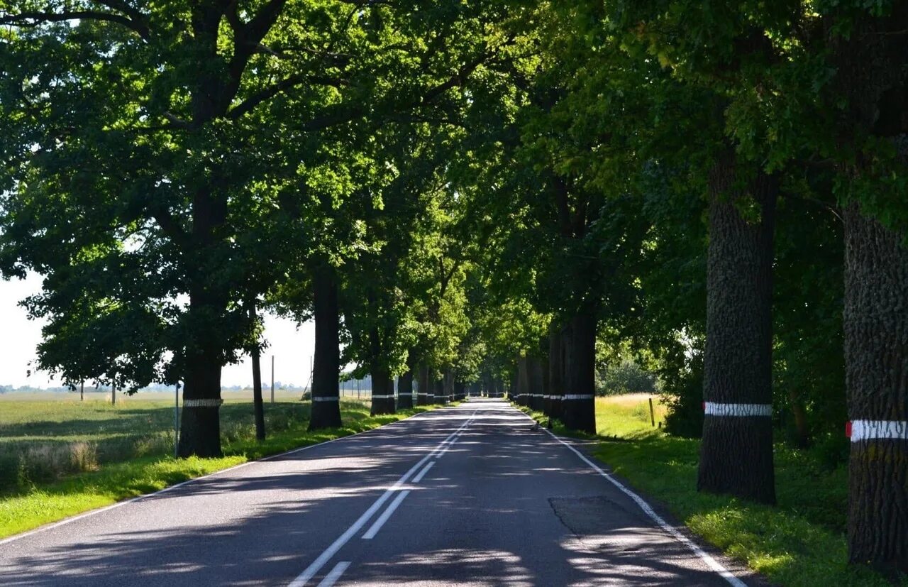 Солдаты вермахта лес калининград. Дубовая аллея в городе. Дубовая дорога. Дубовая аллея валаама пихтовая. Цоросовская лесная роща калмыкия.