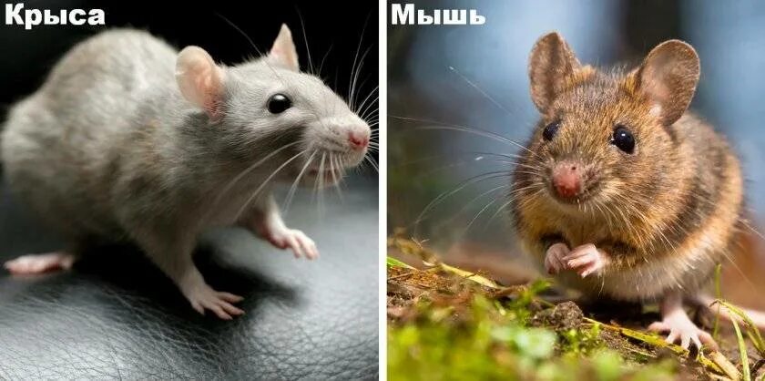 Как отличить мышь. Мышь и крыса. Различие мыши и крысы. Крыса и мышь отличия. Различие между крысой и мышью.