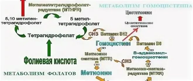 Гомоцистеин 1 триместр