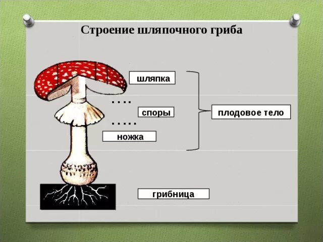 Главная часть любого гриба. Схема плодовое тело шляпочного гриба. Грибы строение шляпочных грибов. Строение шляпочного гриба мухомора. Строение плодового тела шляпочного гриба.