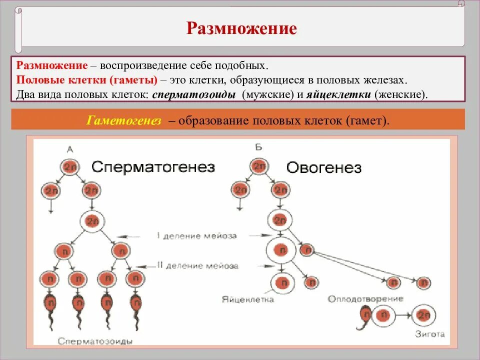 Различие мужских и женских половых клеток. Строение и функции женской и мужской половых клеток (гамет).. Образование половых клеток гамет. Размножение половое клеток гамет. Образует один Тип половых клеток.