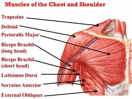 7 Best Chest Exercises, Backed By Experts – Forbes Health