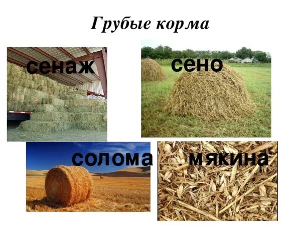 Грубые корма сено. Сено солома сенаж. Заготовка грубых кормов. Сено и солома разница