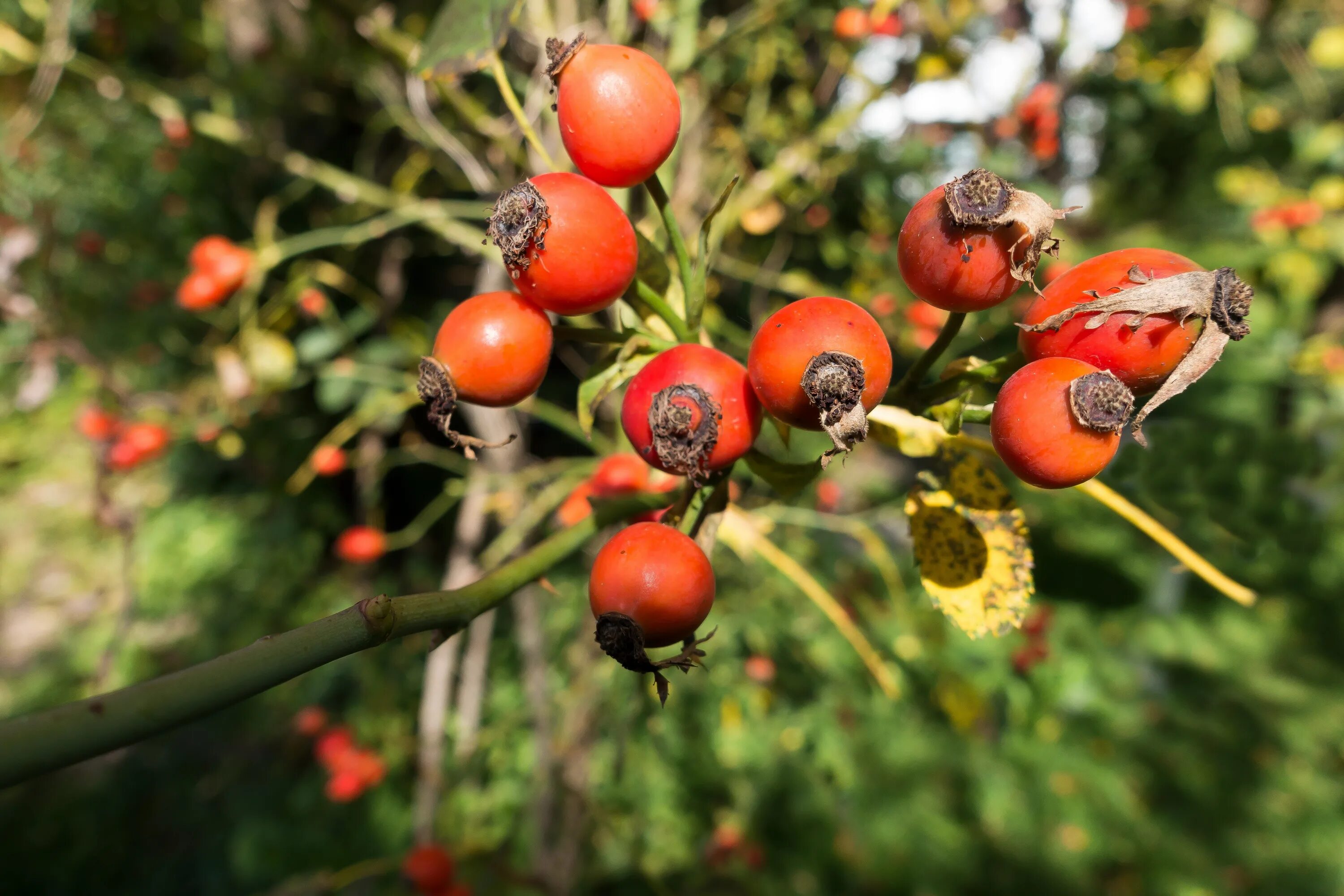 Rosa Canina ягоды. Шиповник многоцветковый плоды.