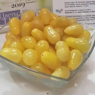 Томат фонтан