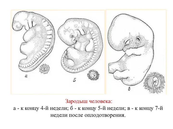 Наличие у зародыша человека. Стадии развития зародыша человека. Зародыш человека схема.