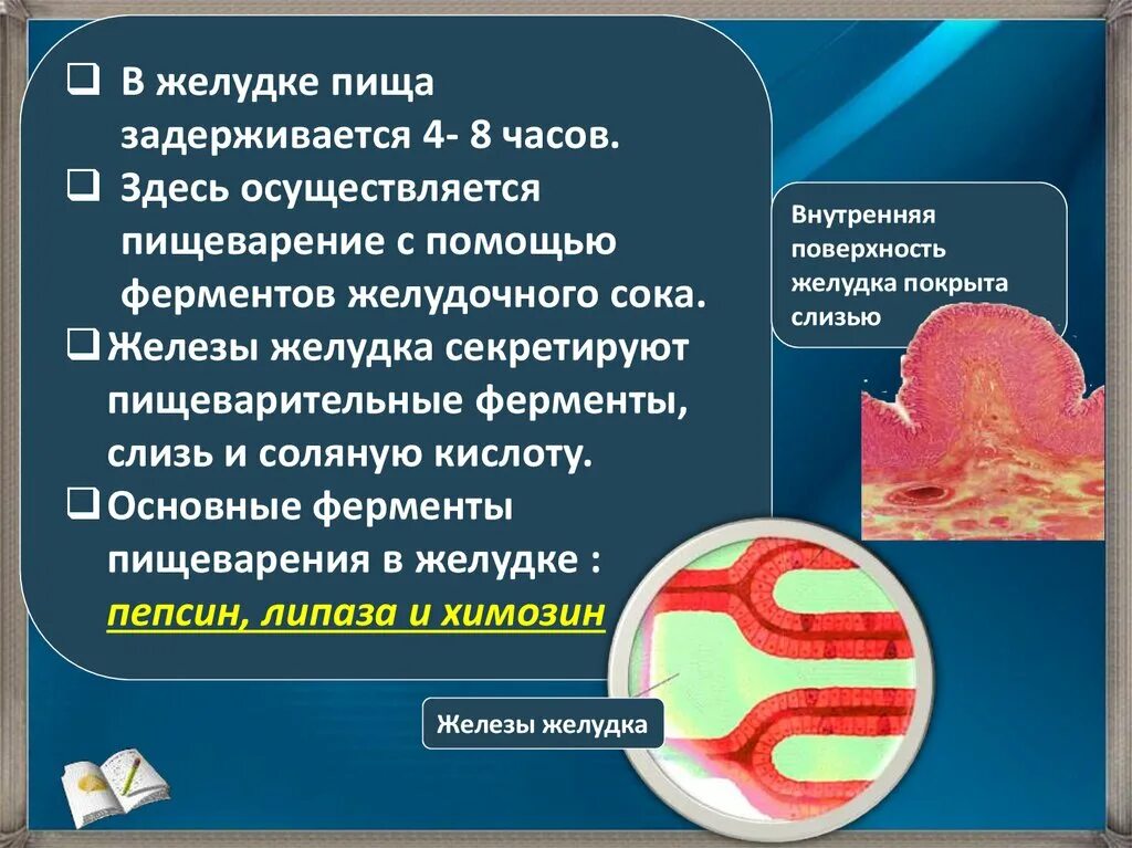 Пища в желудке задерживается. Процесс пищеварения в желудке. Ферменты желудка. Ферменты соляной кислоты желудка. Ферменты желудочных желез