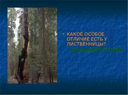 Особый отличие