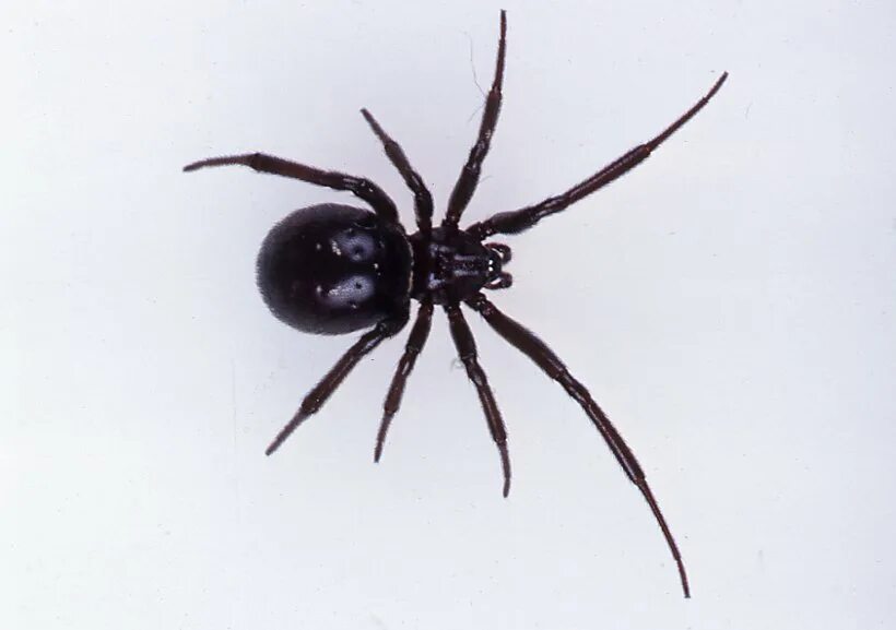 Черный паук хорошо. Черный паук с белым брюшком. Черный паук в белую крапинку. Чёрный паук с белыми пятнами на брюшке. Черный паук д6д.