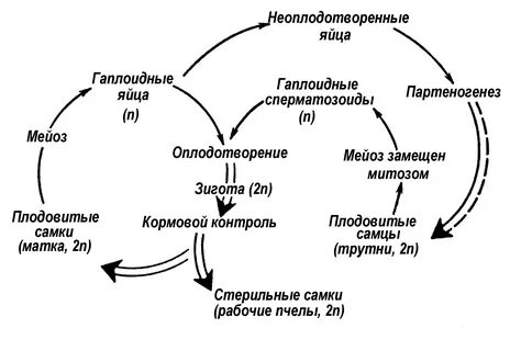 Процесс образования диплоидной
