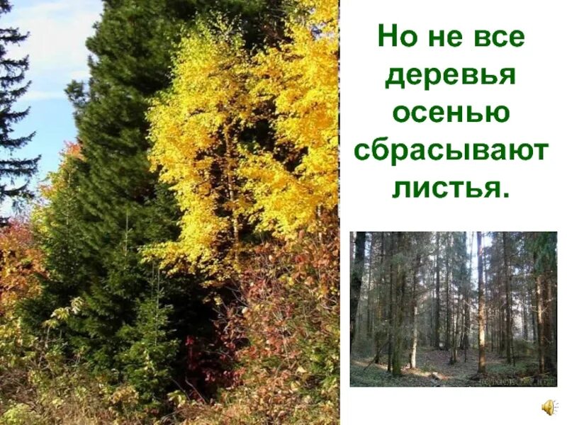 Деревья сбросив листву. Деревья сбрасывающюю листву. деревья сбрасывают листья осенью. деревья которые сбрасывают листву. деревья не сбрасывающие листву.