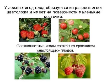 У каких растений образуются плоды