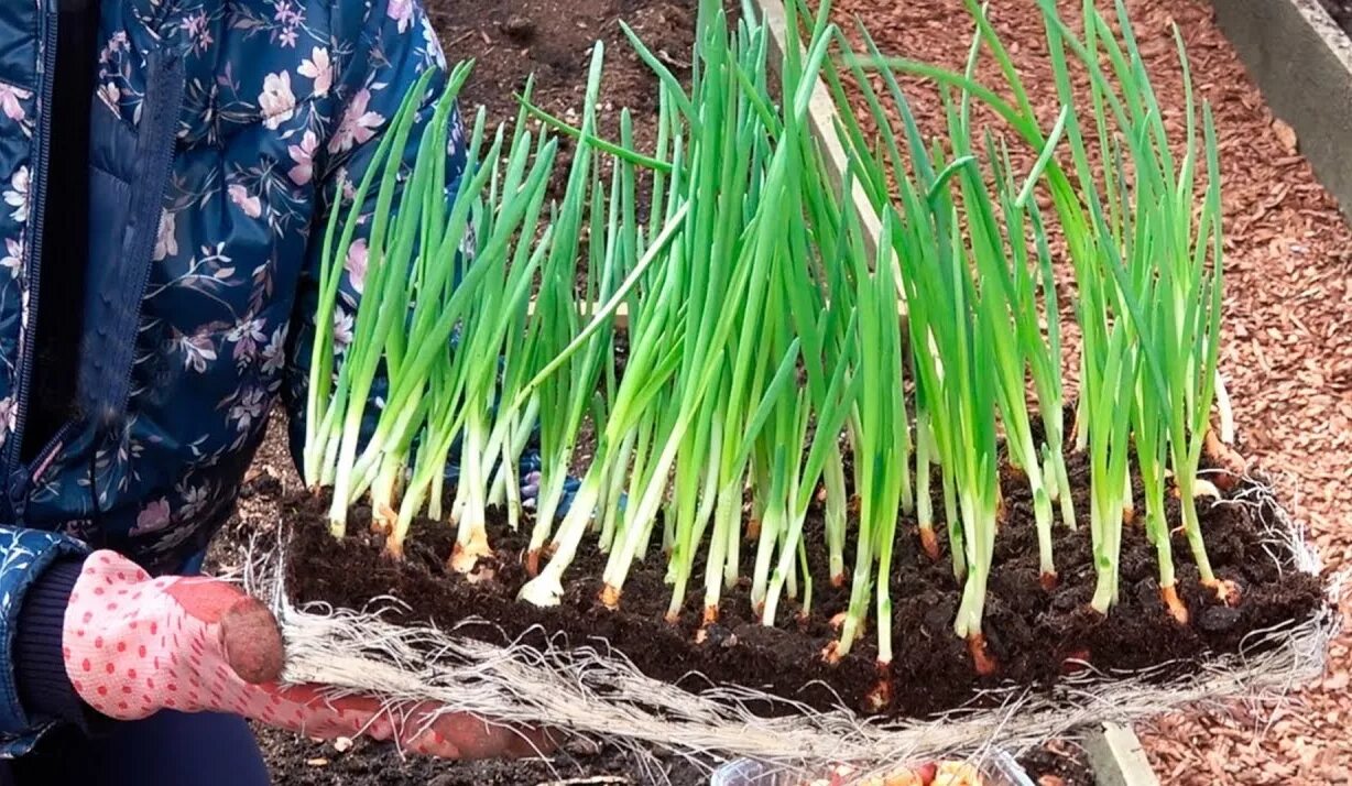 Лук крупный. Дача лук. Лук батун майский. Лук батун севок. Лук сохачевский.