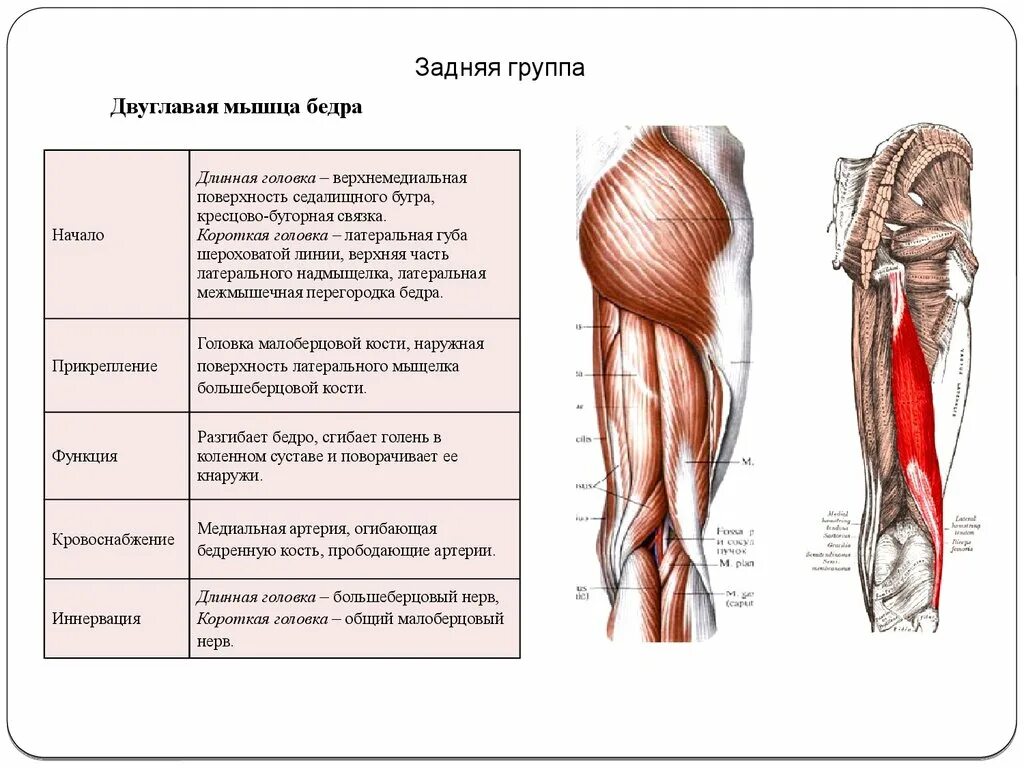 Сухожилие бедро задняя. Функции мышц двуглавая мышца бедра. Мышцы передней поверхности бедра анатомия. Крепление начало функции двуглавой мышцы бедра. Точки крепления двуглавой мышцы бедра.