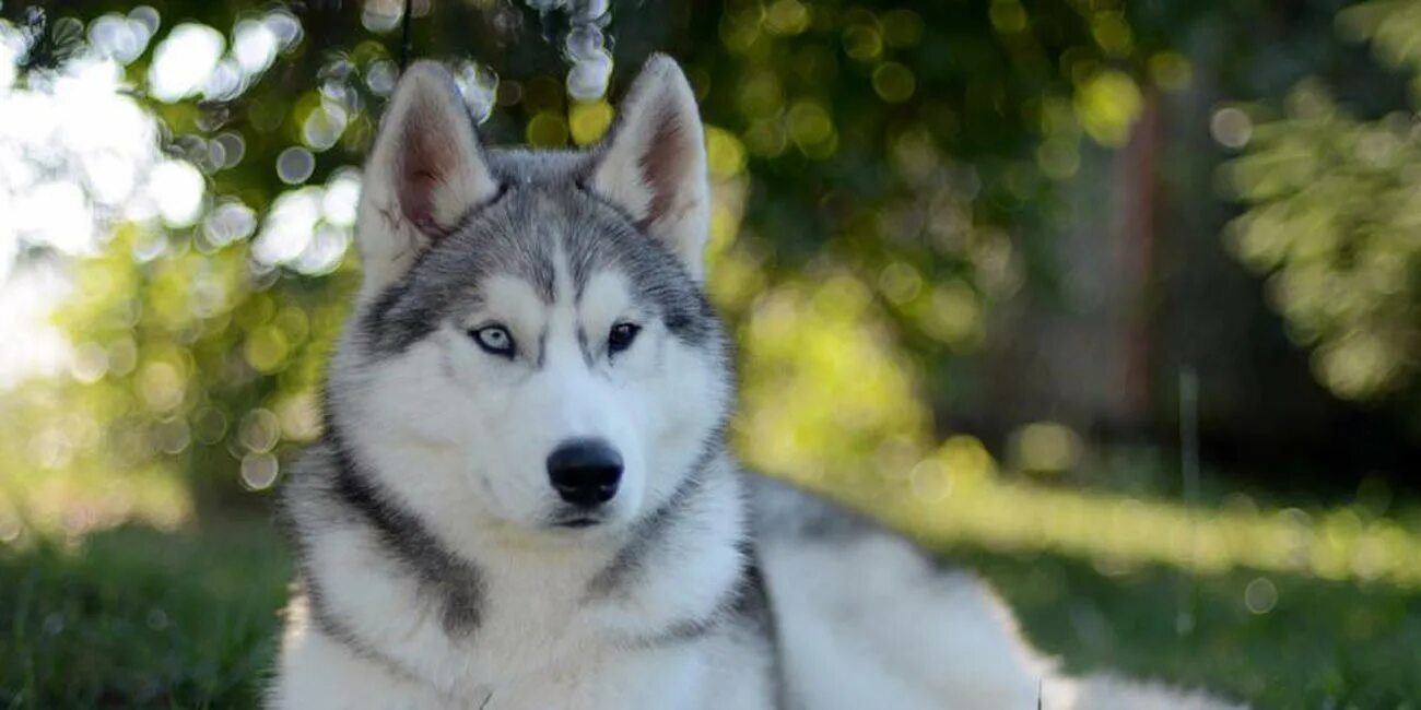Сибирский хаски щенки. Сколько лет хаски собака. Сколько лет хаски собака. Сколько лет хаски собака. Хаски брид.