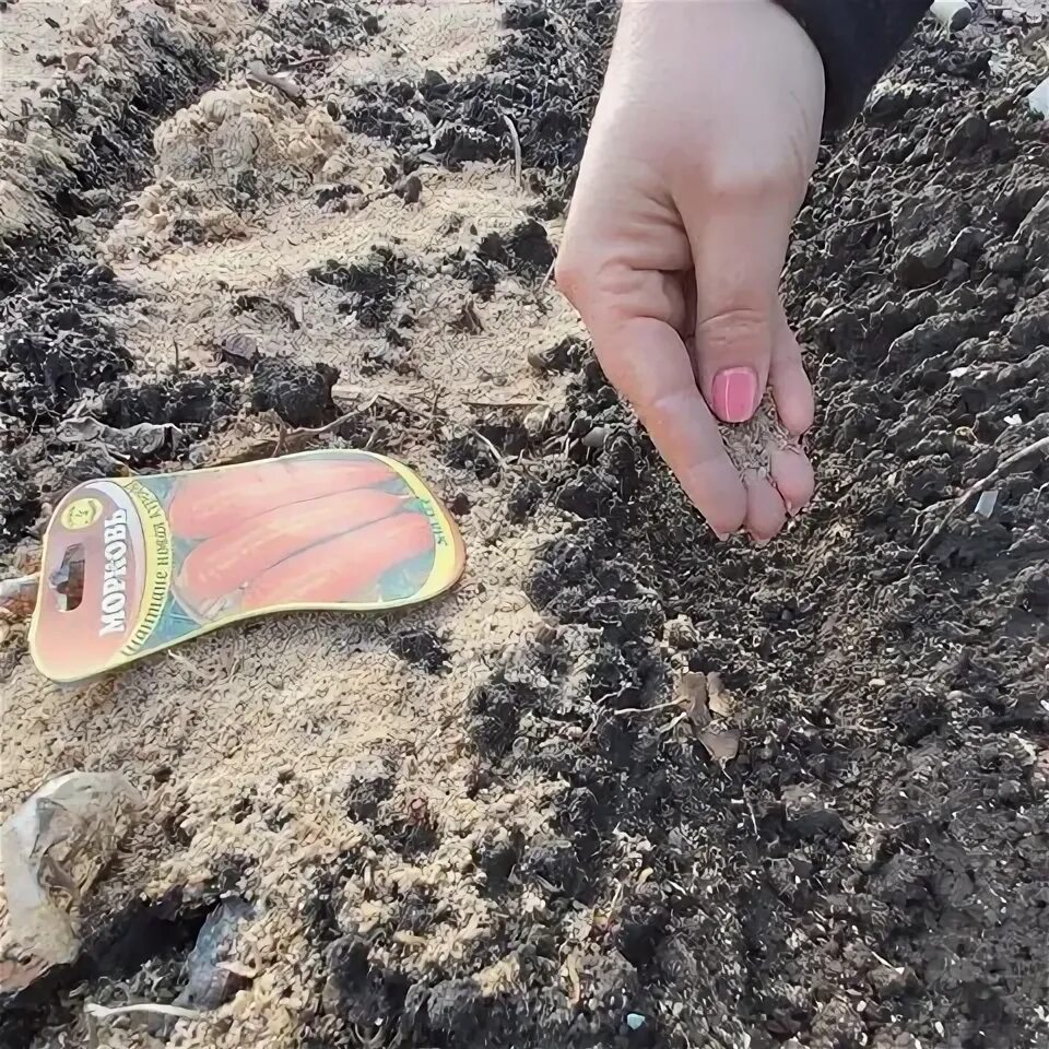 Посадка моркови под зиму в ноябре. Семена моркови смешивают с песком. посев моркови в носке. посеять морковь в ноябре. смешивают ли семена моркови с песком.