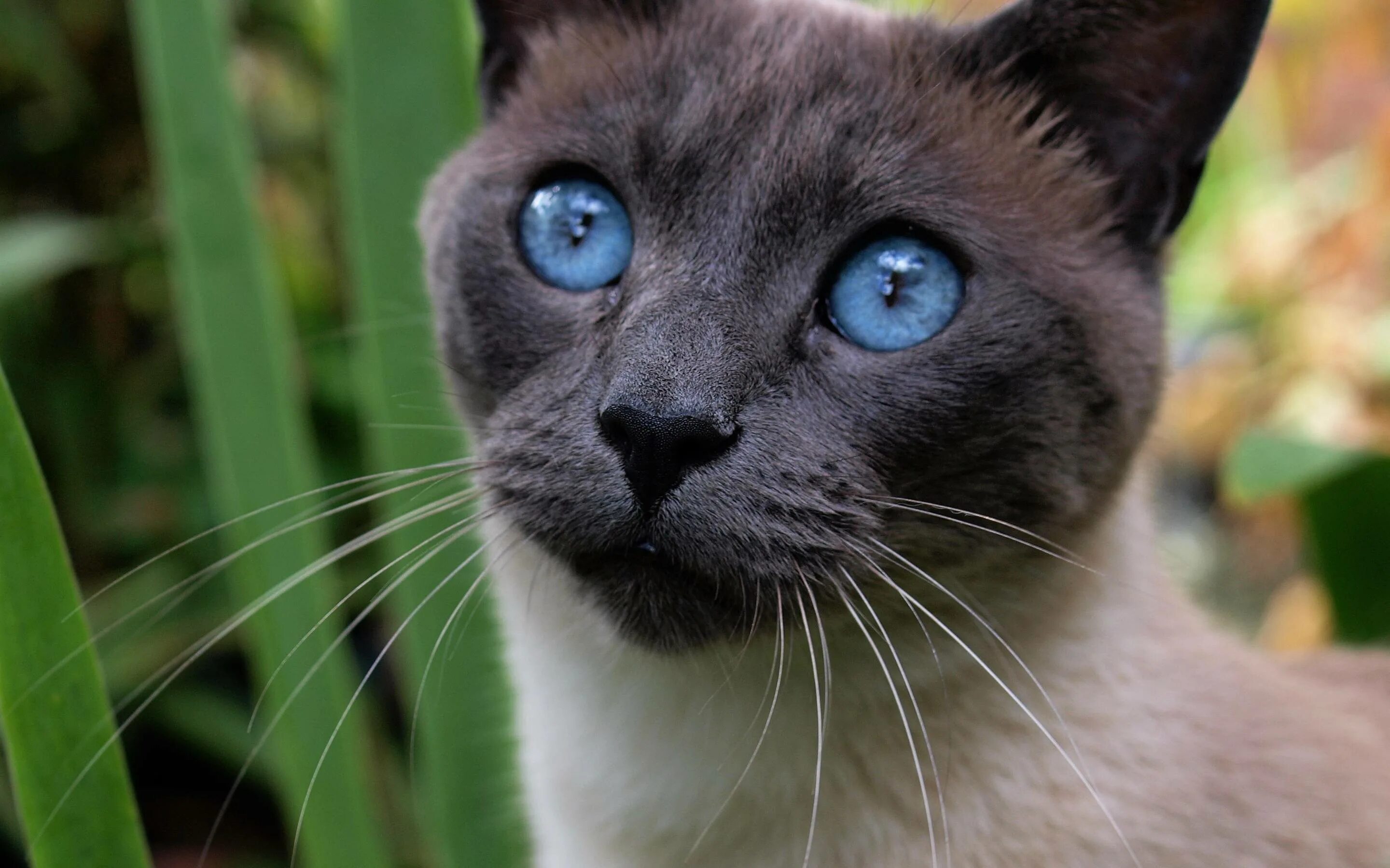 Сиамская порода котов. Охос азулес серый. Сиамская порода кошек. Охос азулес черный. Охос азулес и Сиамская.