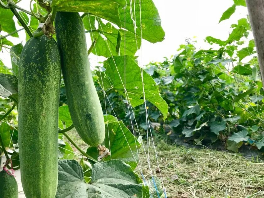 Сорт огурцов в открытом грунте. Китайские огурцы длинные сорта самоопыляемые. армянский сорт огурцов. длинные огурцы сорта. сорт огурцов китайский.
