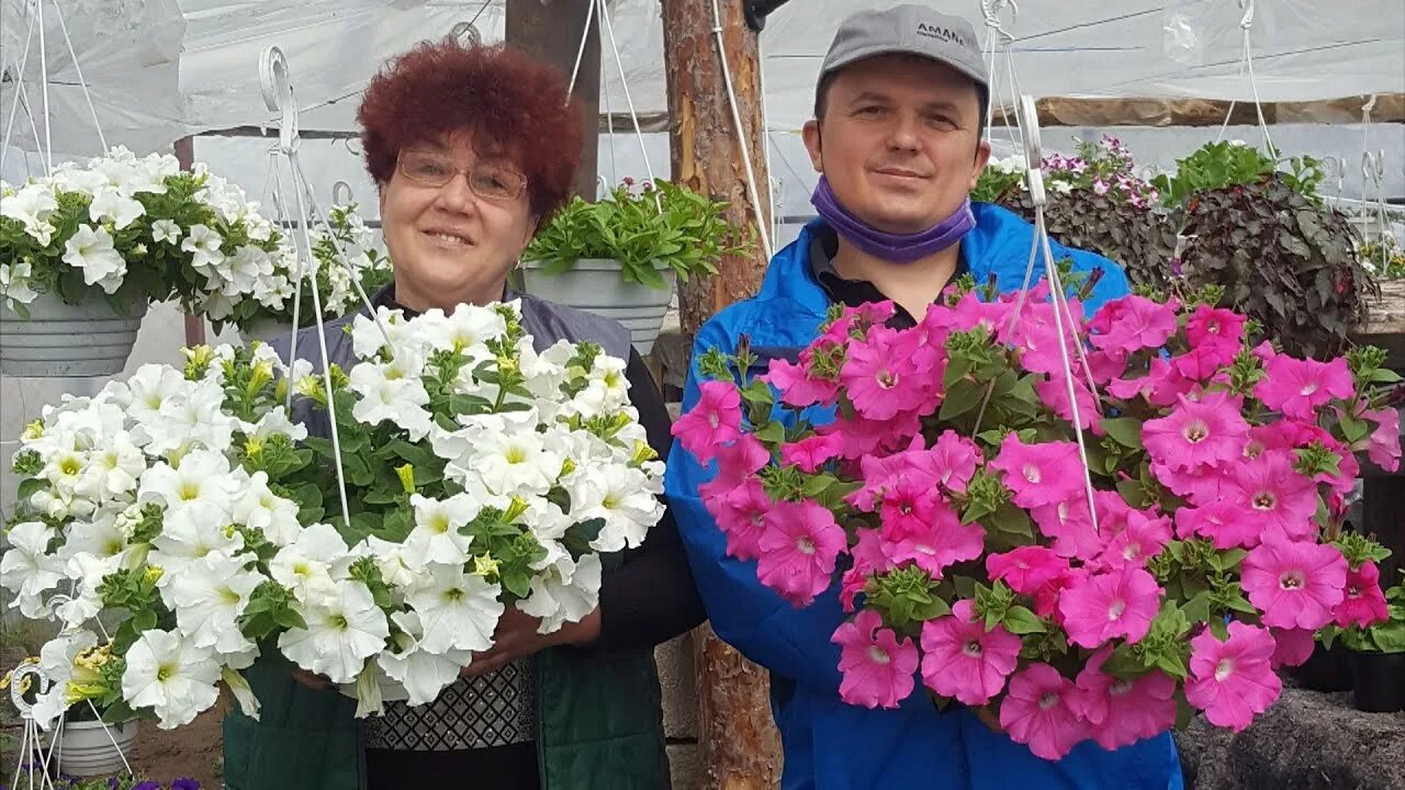 Время цветения петуний. Петуния Ванилла Манилла зацветёт. Петуния пышное цветение. Пышная петуния в горшках.