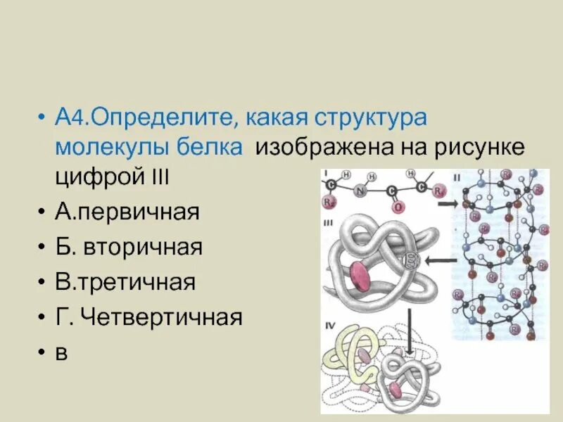 Выберите строение молекул белков