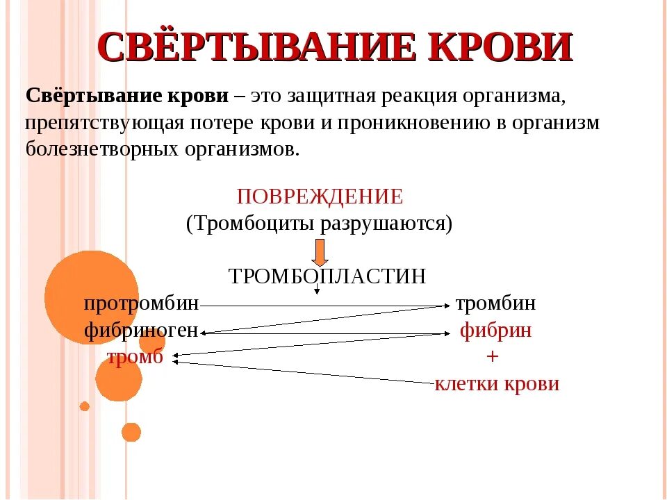 Тромбоциты схема свертывания крови. Свертывающая система крови название. Схема свертывания крови биология. Тромбоциты этапы свертывания крови.