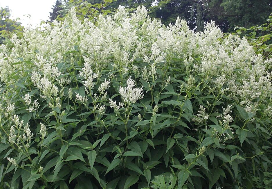 Горец изменчивый (Polygonum polymorpha). Персикария polymorpha. Горец изменчивый семена. Горец изменчивый Polygonum polymorpha описание.