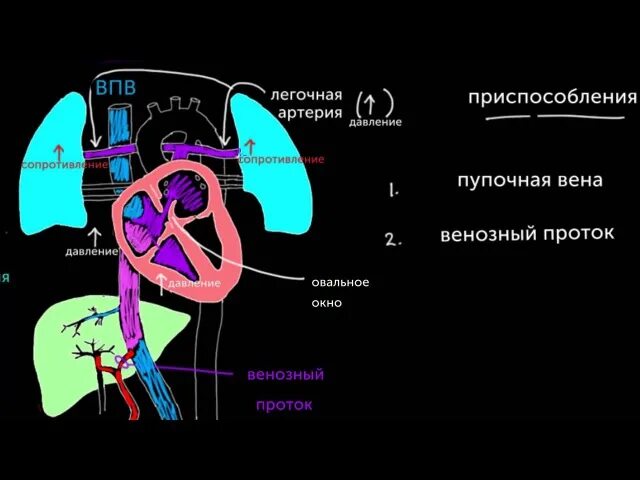 Венозна протока