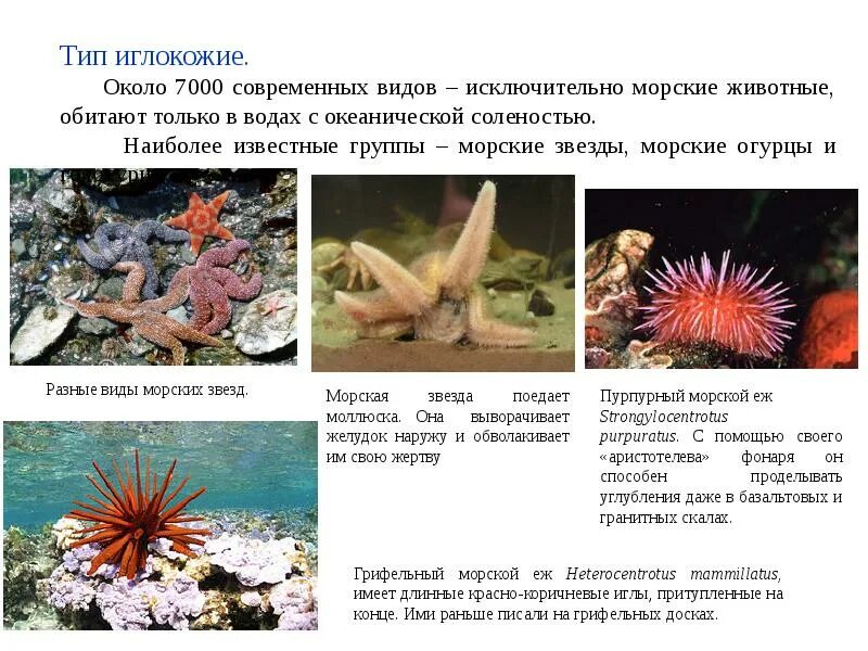 Иглокожие тип исключительно морских данных животных. Гидробионты виды. тип иглокожие. экологические группы гидробионтов. морские гидробионты.