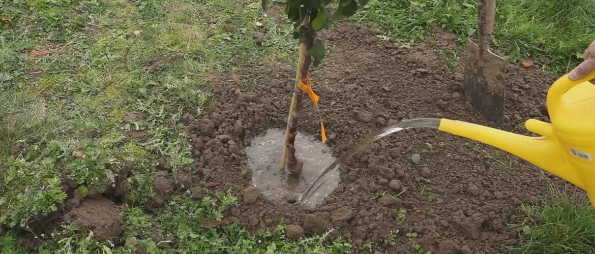 Можно ли поливать плодовые деревья. Полив деревьев. Посадка яблони. Поливаем яблоню. Саженец яблони обильный полив.