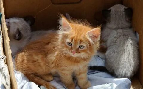 Птичий рынок продать котят